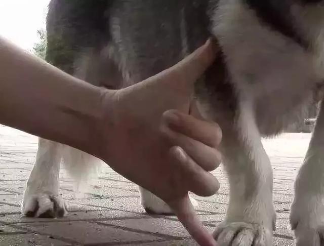 純正哈士奇生出哈士基，小短腿相親之路難題，遭眾母狗嫌棄