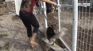 純正哈士奇生出哈士基，小短腿相親之路難題，遭眾母狗嫌棄