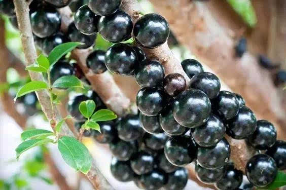 全球罕見的30種水果，95%的人都沒見過，見過10種的算是見多識廣了！