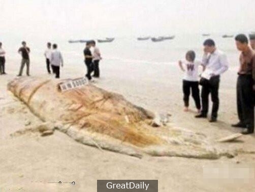 世界十大神秘生物，有一種中國人都知道！原來它是……?？？