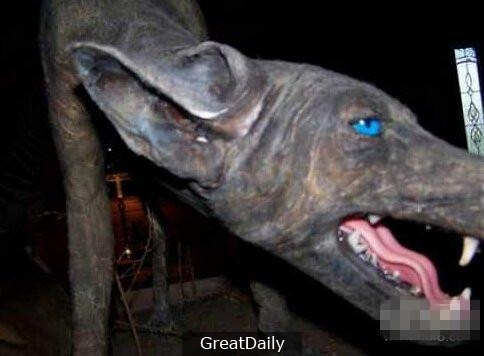 世界十大神秘生物，有一種中國人都知道！原來它是……?？？