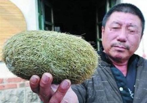 家裡的豬不吃不喝肚子巨大，以為生病了，打開肚子後男子直呼賺大了！