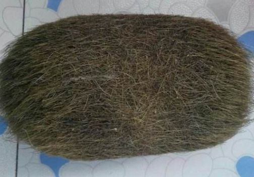 家裡的豬不吃不喝肚子巨大，以為生病了，打開肚子後男子直呼賺大了！