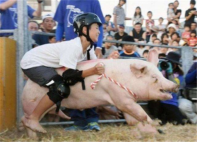 「山豬駕駛資格考核」網友搶報名　大家笑翻：野豬騎士來囉～