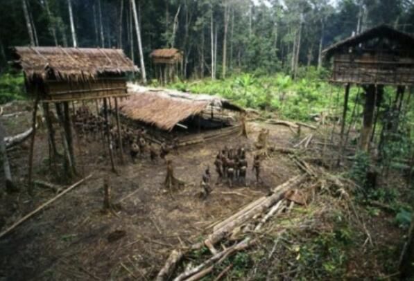 不可思議！原來世界上的「這個民族」仍然生活在35米高的樹上…難以想像！ 