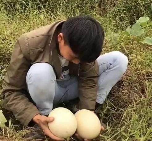 他在大山發現2個3斤多的蛋，好奇之下煮熟一個來吃，打開嘗了一口後立馬決定報警！ 
