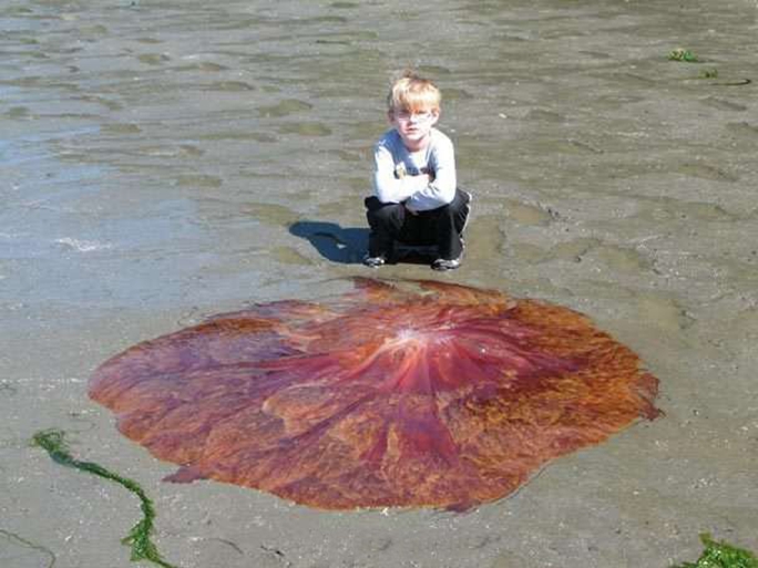 7歲男童在沙灘上驚見「超像飛碟的紅色物體」想用手摸，爸爸走近一看...立即阻止他！ 
