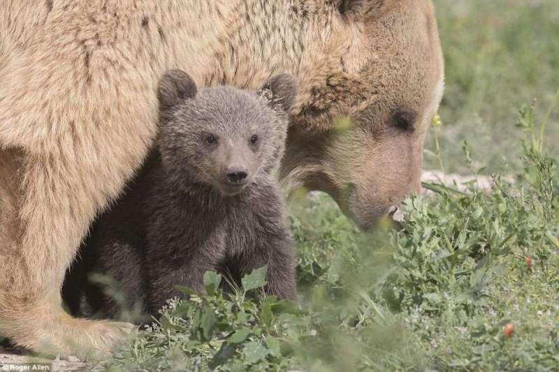 關鐵籠10年受盡「水獄之苦」　熊夫妻終於盼到看不下去的好心人
