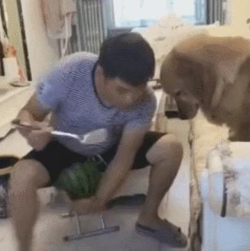 主人吃西瓜金毛看不下去幫他大忙，結果氣壞主人：我在幫你去籽