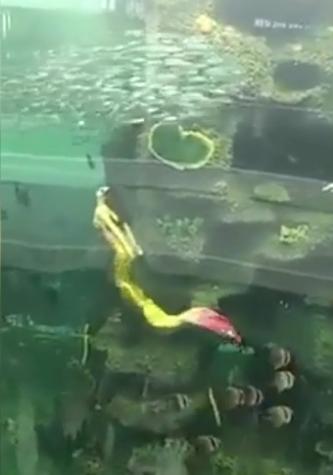 看看她美麗的魚尾巴，以及那優雅的身姿！