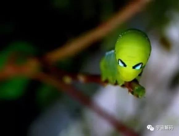 世界十大外觀奇特的昆蟲