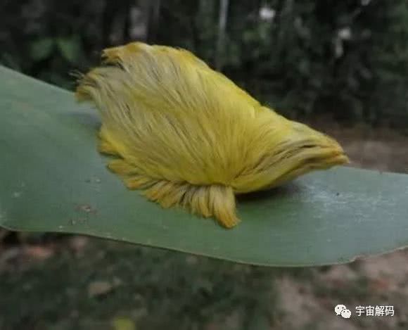 世界十大外觀奇特的昆蟲