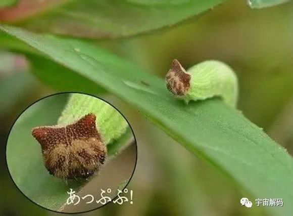世界十大外觀奇特的昆蟲
