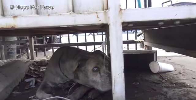失明的比特犬浪浪一直等著好心人救牠　某天牠終於等到有人慢慢靠近 