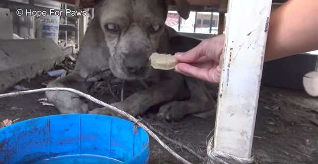 失明的比特犬浪浪一直等著好心人救牠　某天牠終於等到有人慢慢靠近 