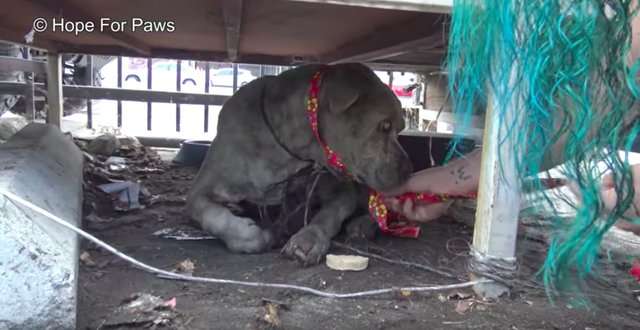 失明的比特犬浪浪一直等著好心人救牠　某天牠終於等到有人慢慢靠近 