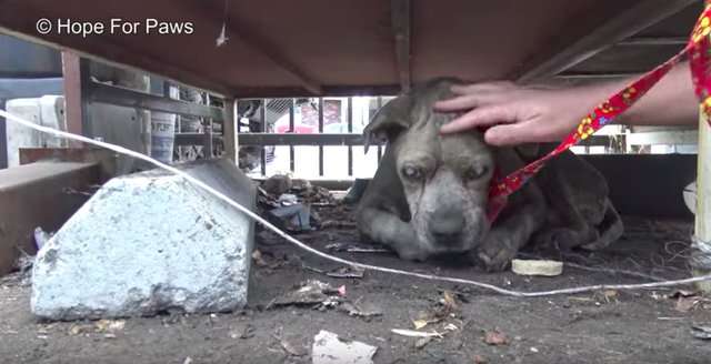 失明的比特犬浪浪一直等著好心人救牠　某天牠終於等到有人慢慢靠近 