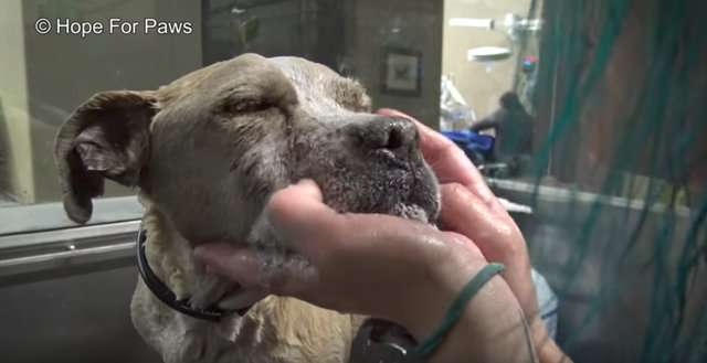 失明的比特犬浪浪一直等著好心人救牠　某天牠終於等到有人慢慢靠近 