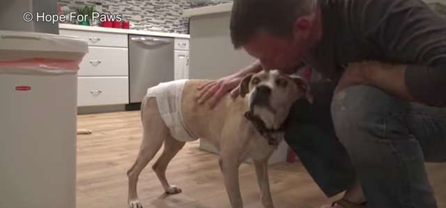 失明的比特犬浪浪一直等著好心人救牠　某天牠終於等到有人慢慢靠近 