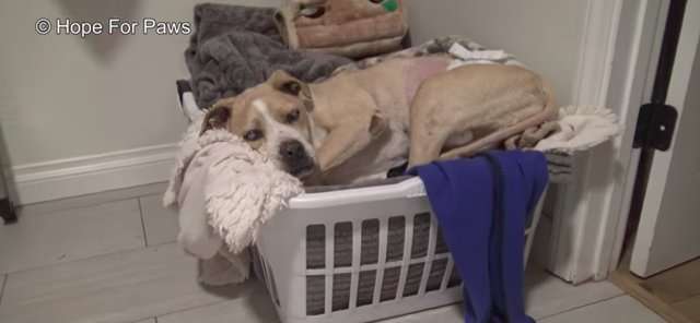 失明的比特犬浪浪一直等著好心人救牠　某天牠終於等到有人慢慢靠近 