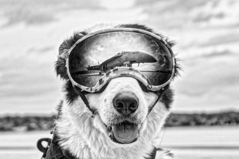 「機場守護犬」一生驅趕8千鳥禽　走到生命盡頭了還想留在機場 