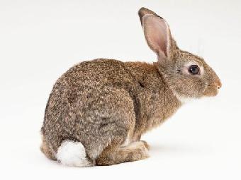 6月6～8日，中頭獎，漲工資，出門撿錢。六大生肖肯定有你，接財了別錯過。 