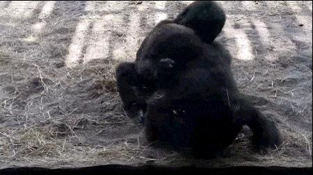 兩隻小猩猩在動物園裡嬉戲打鬧，沒想到一隻飛蟲出現後，其逗趣反應竟然讓人融化了！ 