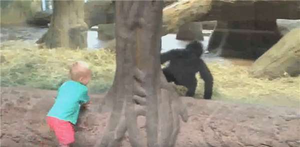 兩隻小猩猩在動物園裡嬉戲打鬧，沒想到一隻飛蟲出現後，其逗趣反應竟然讓人融化了！ 
