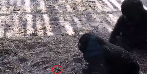 兩隻小猩猩在動物園裡嬉戲打鬧，沒想到一隻飛蟲出現後，其逗趣反應竟然讓人融化了！ 