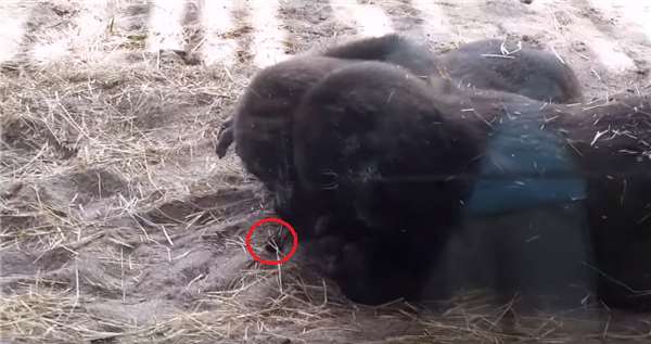 兩隻小猩猩在動物園裡嬉戲打鬧，沒想到一隻飛蟲出現後，其逗趣反應竟然讓人融化了！ 