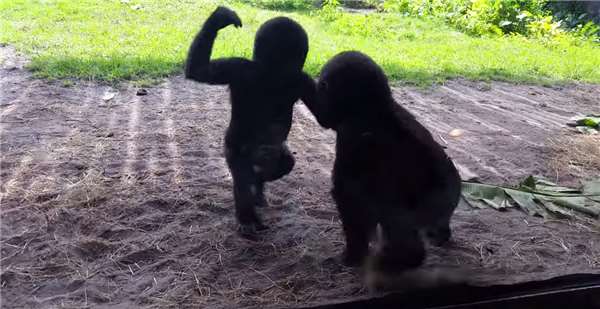 兩隻小猩猩在動物園裡嬉戲打鬧，沒想到一隻飛蟲出現後，其逗趣反應竟然讓人融化了！ 