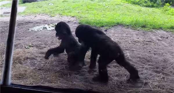 兩隻小猩猩在動物園裡嬉戲打鬧，沒想到一隻飛蟲出現後，其逗趣反應竟然讓人融化了！ 