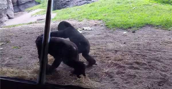 兩隻小猩猩在動物園裡嬉戲打鬧，沒想到一隻飛蟲出現後，其逗趣反應竟然讓人融化了！ 