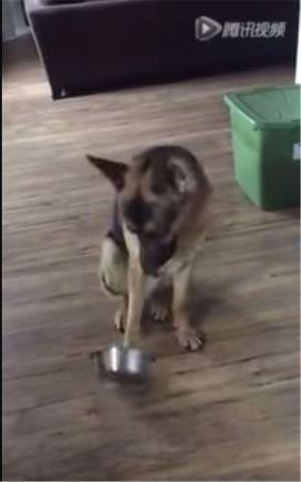 聰明的德國牧羊犬用智商跟主人「討飯吃」，超可愛的要飯過程讓我忍不住想給牠一大碗！ 