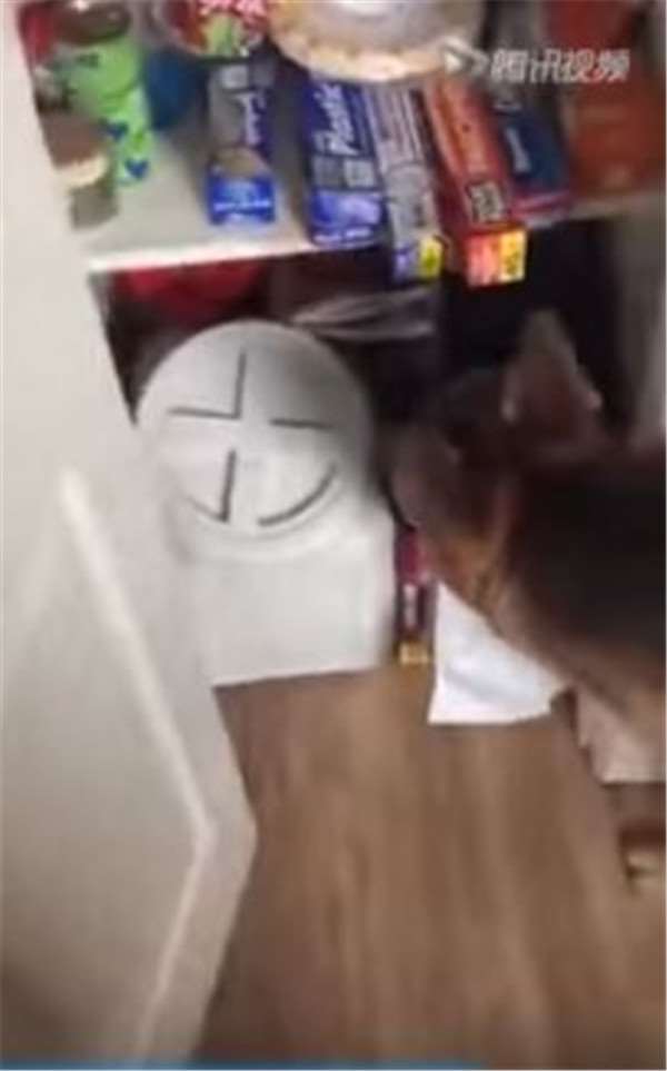 聰明的德國牧羊犬用智商跟主人「討飯吃」，超可愛的要飯過程讓我忍不住想給牠一大碗！ 