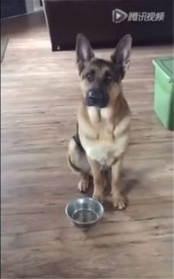 聰明的德國牧羊犬用智商跟主人「討飯吃」，超可愛的要飯過程讓我忍不住想給牠一大碗！ 