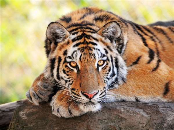 千萬千萬不要「背對」貓科動物…看了這個影片你就知道這樣做有多麼危險！ 