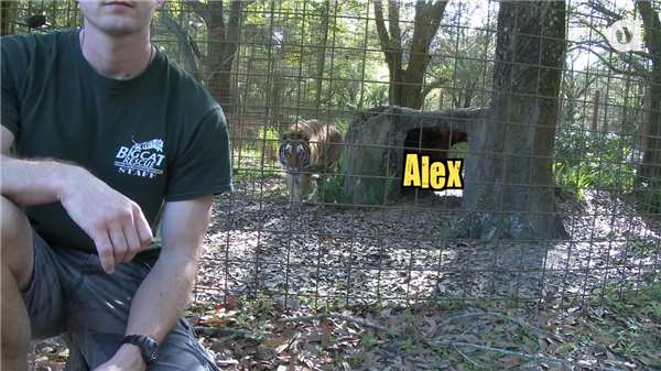 千萬千萬不要「背對」貓科動物…看了這個影片你就知道這樣做有多麼危險！ 