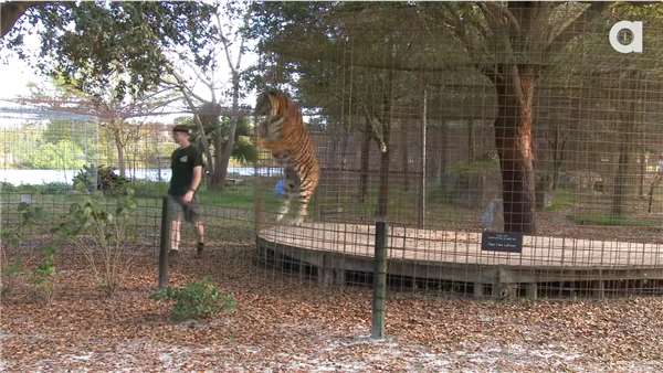 千萬千萬不要「背對」貓科動物…看了這個影片你就知道這樣做有多麼危險！ 