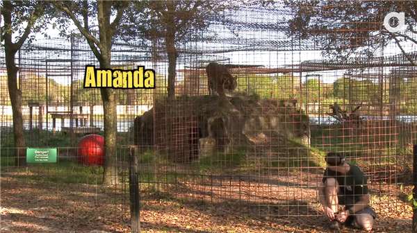千萬千萬不要「背對」貓科動物…看了這個影片你就知道這樣做有多麼危險！ 