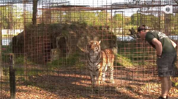 千萬千萬不要「背對」貓科動物…看了這個影片你就知道這樣做有多麼危險！ 