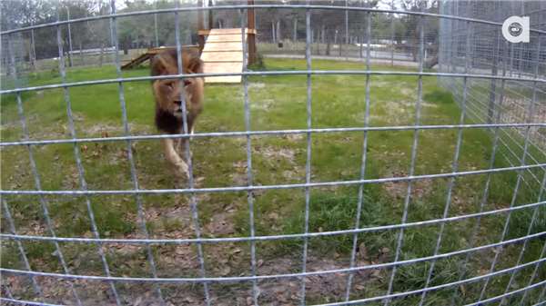 千萬千萬不要「背對」貓科動物…看了這個影片你就知道這樣做有多麼危險！ 