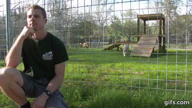 千萬千萬不要「背對」貓科動物…看了這個影片你就知道這樣做有多麼危險！ 