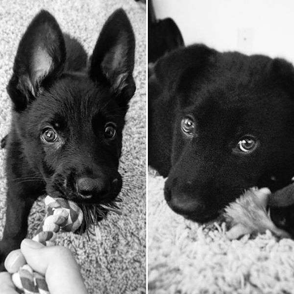 牧羊犬聽到「影片小女孩哭聲」困惑歪頭　下一秒嚇到「球掉出來」害主人狂笑 