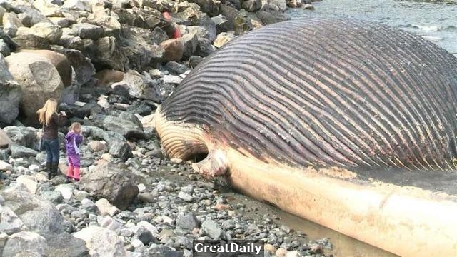 海岸邊突然出現一龐然大物，大家得知真相後都在圍觀等待爆炸時刻，下一秒就。。。