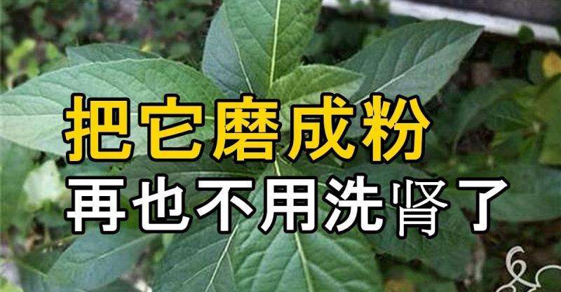 把它磨成粉 以後再也不用洗腎了 糖尿病毒也不見了	