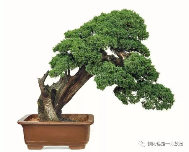 真柏盆景的日常養護注意事項有哪些
