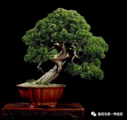 真柏盆景的日常養護注意事項有哪些