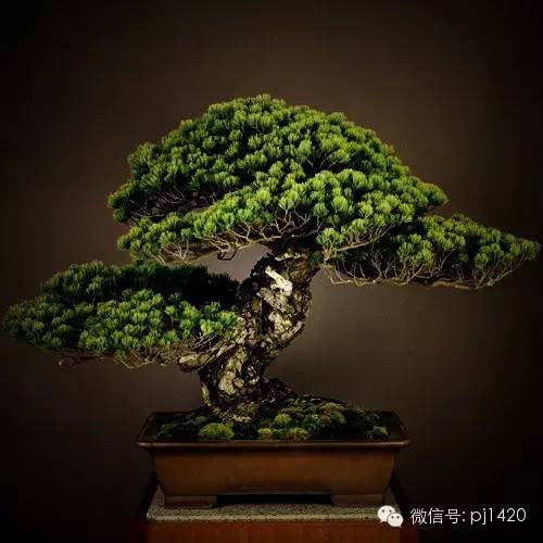 這些盆景，盆盆超過一百歲！ 