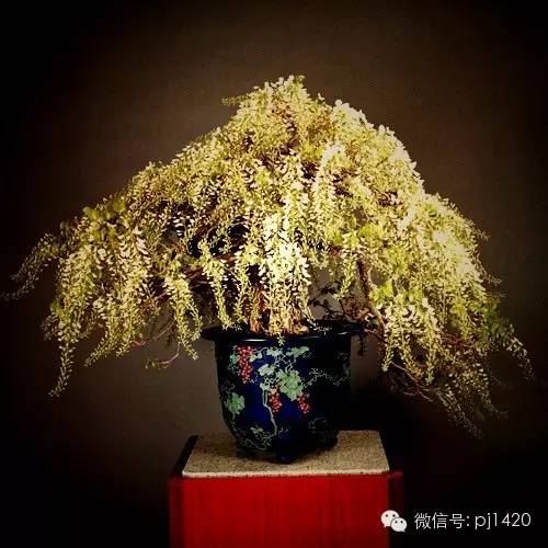 這些盆景，盆盆超過一百歲！ 